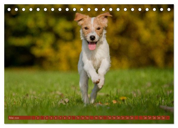 Produktbild: Faszination Hund (Tischkalender 2026 DIN A5 quer), CALVENDO Monatskalender