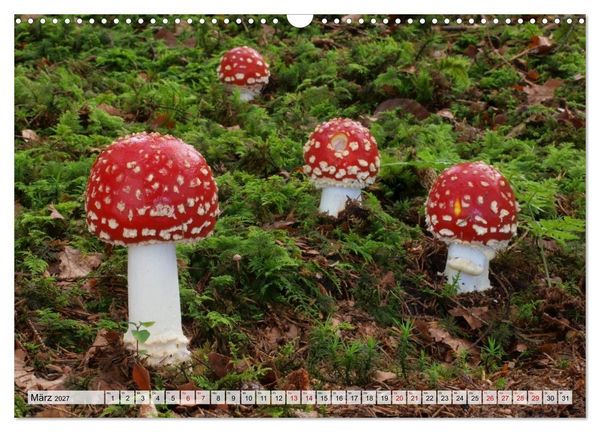 Produktbild: Sch&ouml;n, aber giftig. Giftpilze, die Sammler kennen sollten. (Wandkalender 2027 DIN A3 quer), CALVENDO Monatskalender