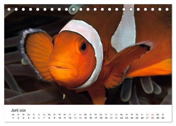 Produktbild: Highlights aus dem Meer - Tauchkalender (Tischkalender 2026 DIN A5 quer), CALVENDO Monatskalender