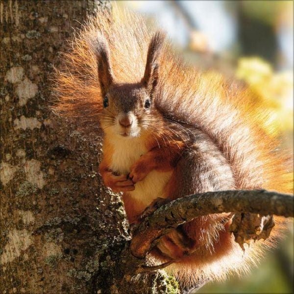 Produktbild: Eichh&ouml;rnchen 2027