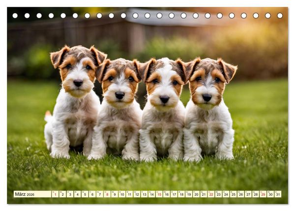 Produktbild: Drahthaar-Foxterrier (Tischkalender 2026 DIN A5 quer), CALVENDO Monatskalender