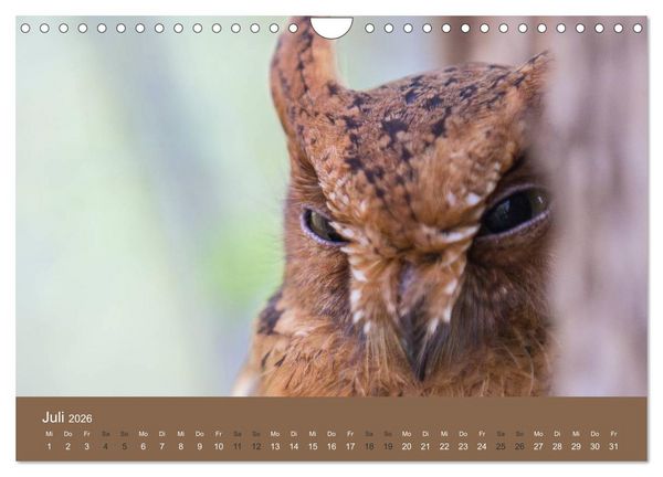 Produktbild: Madagaskars wundersame Tierwelt (Wandkalender 2026 DIN A4 quer), CALVENDO Monatskalender