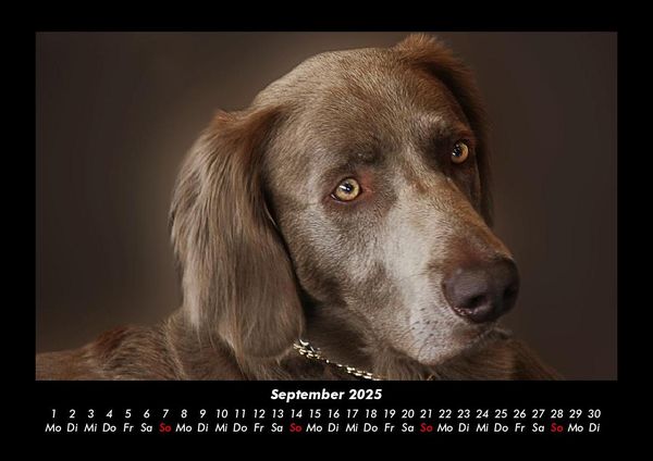 Produktbild: Hunde 2025 Fotokalender DIN A3