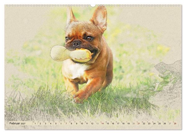 Produktbild: Franz&ouml;sische Bulldoggen (Wandkalender 2027 DIN A2 quer), CALVENDO Monatskalender