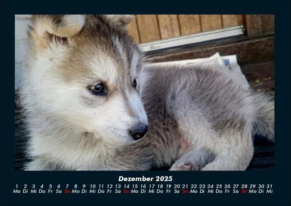 Produktbild: Welpen 2025 Fotokalender DIN A4