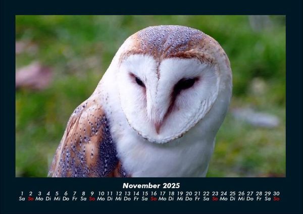 Produktbild: Welt der V&ouml;gel 2025 Fotokalender DIN A4