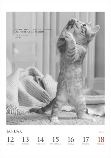 Produktbild: Der poetische Katzenkalender im Format 21 x 29,7