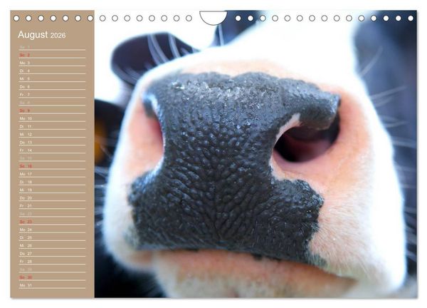Produktbild: K&uuml;he / Geburtstagskalender (Wandkalender 2026 DIN A4 quer), CALVENDO Monatskalender