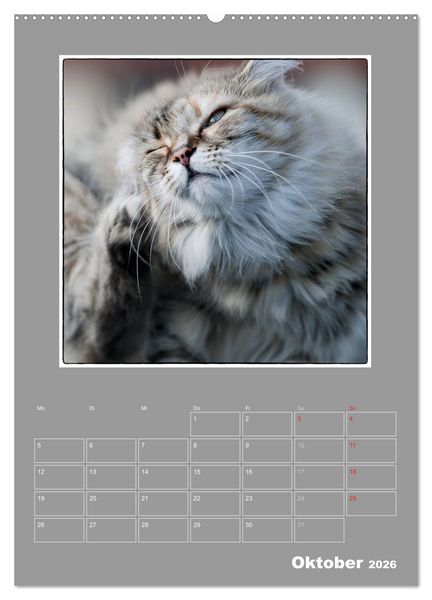 Produktbild: Katzen Blues / Planer (hochwertiger Premium Wandkalender 2026 DIN A2 hoch), Kunstdruck in Hochglanz