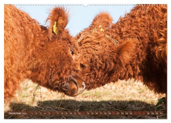 Produktbild: Sch&ouml;ne Schotten - Galloway im Portr&auml;t (Wandkalender 2026 DIN A2 quer), CALVENDO Monatskalender