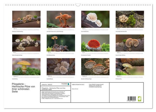 Produktbild: Pilzgalerie - Heimische Pilze von ihrer sch&ouml;nsten Seite (Wandkalender 2026 DIN A2 quer), CALVENDO Monatskalender