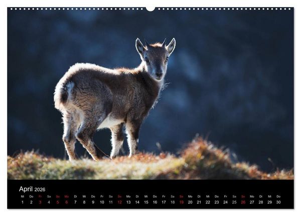 Produktbild: BERNER ALPEN - Natur und Landschaften (Wandkalender 2026 DIN A2 quer), CALVENDO Monatskalender