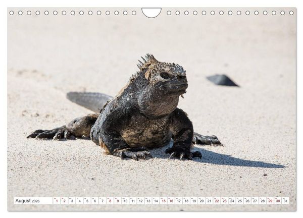Produktbild: Galapagos-Inseln - Ein Paradies f&uuml;r Tiere (Wandkalender 2026 DIN A4 quer), CALVENDO Monatskalender