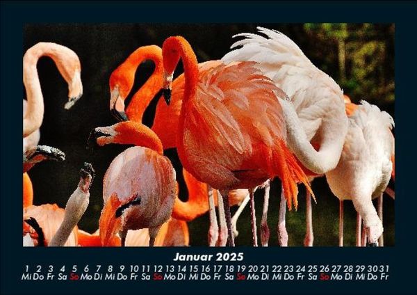 Produktbild: Welt der Tiere 2025 Fotokalender DIN A5