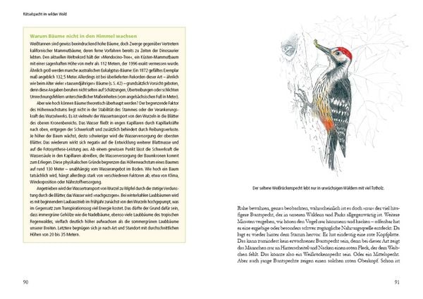 Produktbild: Vogelstimmen in Wald und Hecke