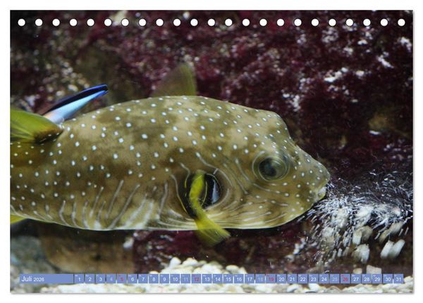 Produktbild: Bunte Welt der Fische (Tischkalender 2026 DIN A5 quer), CALVENDO Monatskalender