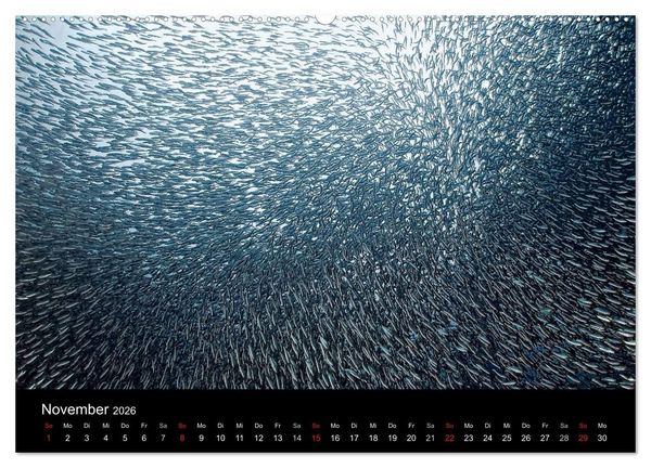 Produktbild: Fischschw&auml;rme (Wandkalender 2026 DIN A2 quer), CALVENDO Monatskalender
