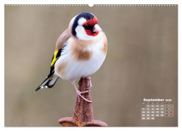 Produktbild: NATUR PUR - Singv&ouml;gel ganz nah (hochwertiger Premium Wandkalender 2026 DIN A2 quer), Kunstdruck in Hochglanz