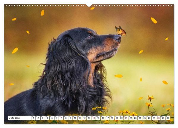 Produktbild: Dackeltr&auml;umereien - Kleine Helden auf 4 Pfoten (hochwertiger Premium Wandkalender 2026 DIN A2 quer), Kunstdruck in Hochglanz