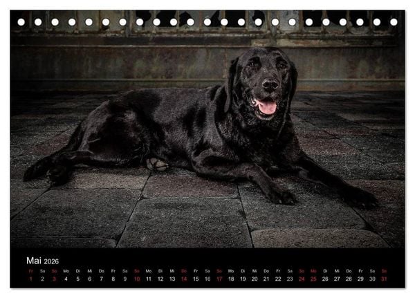 Produktbild: Urban Dogs - Hundekalender der anderen Art (Tischkalender 2026 DIN A5 quer), CALVENDO Monatskalender