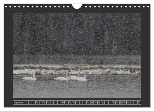Produktbild: Winterzauber - Tiere in Eis und Schnee (Wandkalender 2026 DIN A4 quer), CALVENDO Monatskalender