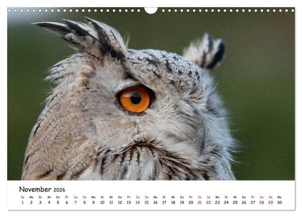 Produktbild: Eulen 2026 (Wandkalender 2026 DIN A3 quer), CALVENDO Monatskalender