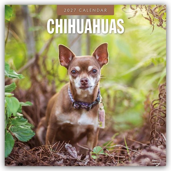 Produktbild: Chihuahuas &ndash; Chihuahua 2027 &ndash; 16-Monatskalender