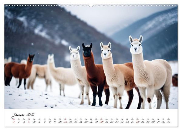 Produktbild: Alpakas, die sanften Andenbewohner (Wandkalender 2026 DIN A2 quer), CALVENDO Monatskalender