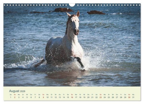 Produktbild: PFERDE & MEER (Wandkalender 2026 DIN A3 quer), CALVENDO Monatskalender
