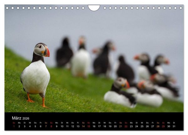 Produktbild: Welt der Papageitaucher (Wandkalender 2026 DIN A4 quer), CALVENDO Monatskalender