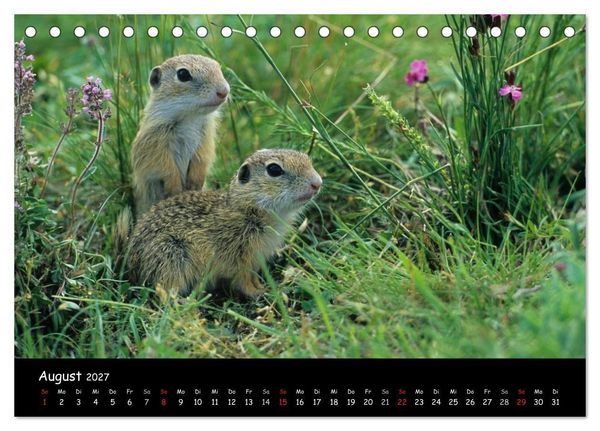 Produktbild: Naturjuwelen - Neusiedler See (Tischkalender 2027 DIN A5 quer), CALVENDO Monatskalender
