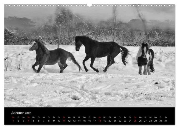Produktbild: Pferde 2026 Wild Thing (Wandkalender 2026 DIN A2 quer), CALVENDO Monatskalender