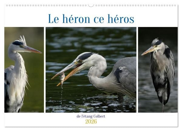 Produktbild: Le h&eacute;ron ce h&eacute;ros de l'&eacute;tang Colbert (Calendrier mural 2026 DIN A2 vertical), CALVENDO calendrier mensuel