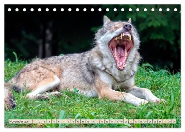Produktbild: Wolf - Imposanter J&auml;ger (Tischkalender 2026 DIN A5 quer), CALVENDO Monatskalender
