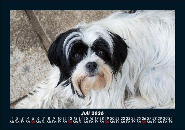 Produktbild: Hundezauber 2026 Fotokalender DIN A5