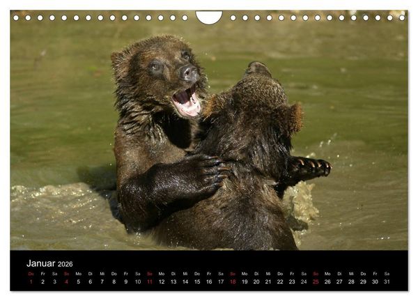 Produktbild: B&auml;ren im Nationalpark Bayerischer Wald (Wandkalender 2026 DIN A4 quer), CALVENDO Monatskalender