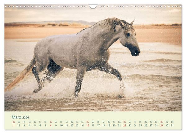 Produktbild: PFERDE & MEER (Wandkalender 2026 DIN A3 quer), CALVENDO Monatskalender