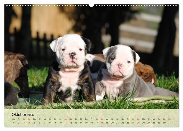 Produktbild: Bulldoggen-Kindergarten (hochwertiger Premium Wandkalender 2026 DIN A2 quer), Kunstdruck in Hochglanz