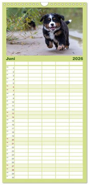 Produktbild: Familienplaner 2026 - Liebling BERNER SENNENHUND mit 5 Spalten (Wandkalender, 21 x 45 cm) CALVENDO