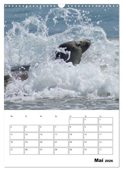Produktbild: Liebenswerte Robben (Wandkalender 2026 DIN A3 hoch), CALVENDO Monatskalender