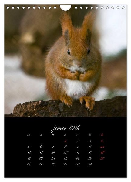 Produktbild: Tiere (Wandkalender 2026 DIN A4 hoch), CALVENDO Monatskalender