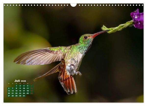 Produktbild: Tropische V&ouml;gel Costa Ricas (Wandkalender 2026 DIN A3 quer), CALVENDO Monatskalender