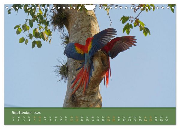 Produktbild: Hellrote Aras (Wandkalender 2026 DIN A4 quer), CALVENDO Monatskalender