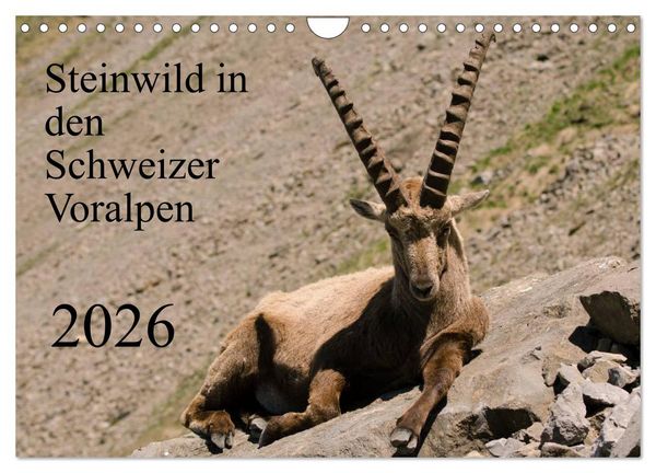 Produktbild: Steinwild in den Schweizer Voralpen (Wandkalender 2026 DIN A4 quer), CALVENDO Monatskalender