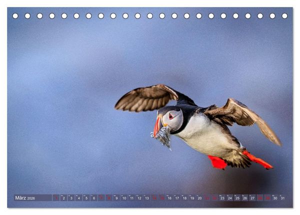 Produktbild: Puffins - Papageientaucher auf Island (Tischkalender 2026 DIN A5 quer), CALVENDO Monatskalender