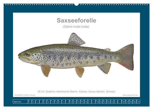 Produktbild: Fisch als Kunst 2027: Seeforellen (Wandkalender 2027 DIN A2 quer), CALVENDO Monatskalender