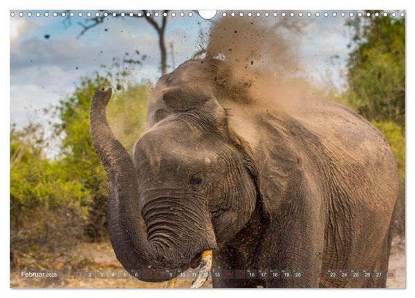 Produktbild: Elefanten in Afrika - Die mit den gro&szlig;en Ohren (Wandkalender 2026 DIN A3 quer), CALVENDO Monatskalender