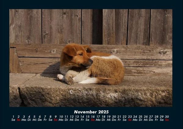 Produktbild: Hunde 2025 Fotokalender DIN A4