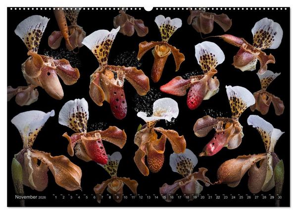 Produktbild: Orchidea (Wandkalender 2026 DIN A2 quer), CALVENDO Monatskalender