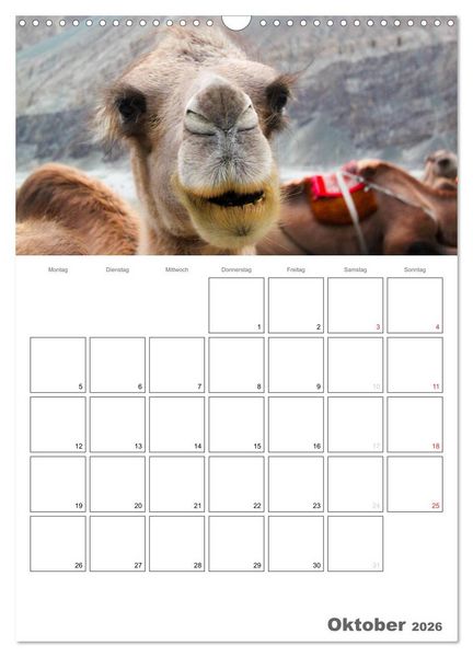 Produktbild: Kamel Portr&auml;t (Wandkalender 2026 DIN A3 hoch), CALVENDO Monatskalender